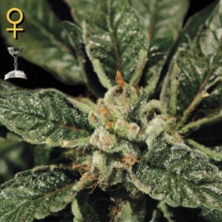 Bubba Kush fem. Green House