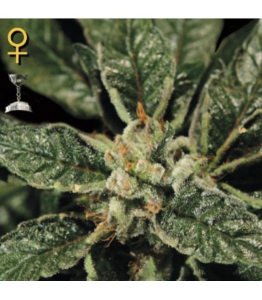 Bubba Kush fem. Green House