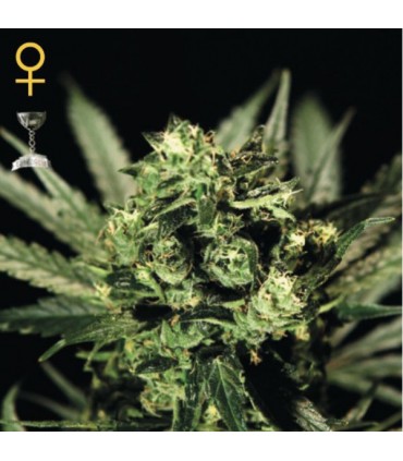 Cheese fem. Green House