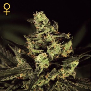 Exodus Cheese fem. Green House