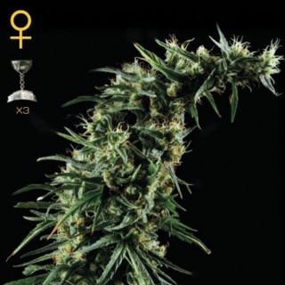 Hawaiian Snow fem. Green House