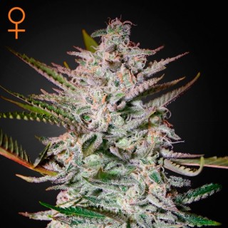 Holy Punch fem. Green House