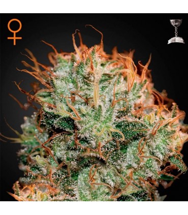 Kaia Kush fem. Green House