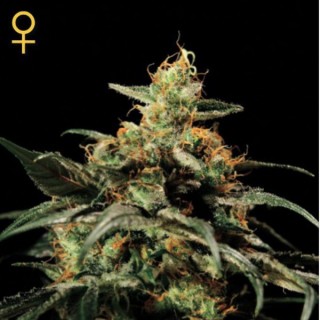 Kings Kush fem. Green House