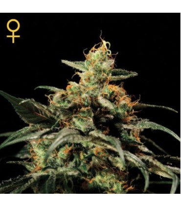 Kings Kush fem. Green House