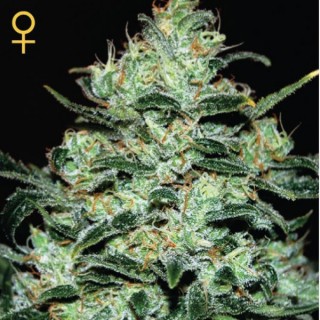 Moby Dick fem. Green House