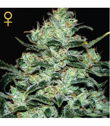 Moby Dick fem. Green House