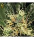 Pure Kush fem. Green House