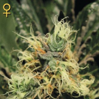Pure Kush fem. Green House