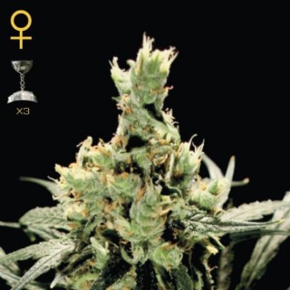 Super Lemon Haze fem. Green House