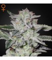 Sweet Valley Kush fem. Green House