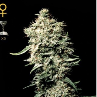 White Rhino fem. Green House