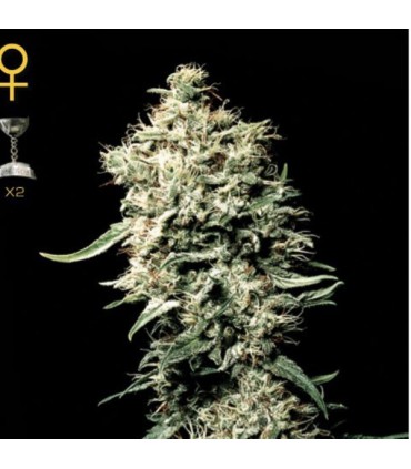 White Rhino fem. Green House