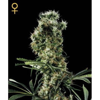 Arjan Haze N2 - fem. Green House AGOTADA EN ORIGEN