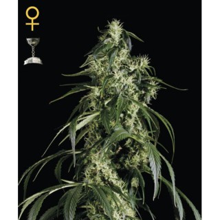 Arjan Haze N1 - fem. Green House