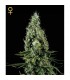 Arjan Haze N3 - fem. Green House
