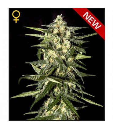 Auto Jack Herer  5 u. fem. Green House