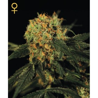 AMS fem. Green House