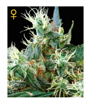 Auto NL fem. Green House