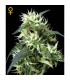 Auto Sweet Mango  3 u. fem. Green House