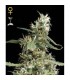 Arjan Ultra Haze N1 - fem. Green House