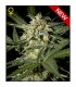 Auto White Widow 10 u. fem. Green House