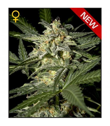 Auto White Widow  3 u. fem. Green house