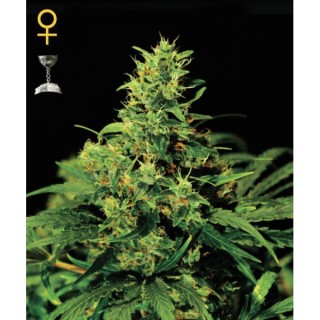 Big Bang  3 u. fem. Green house