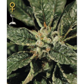 Bubba Kush  3 u. fem. Green House
