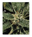 Bubba Kush  3 u. fem. Green House
