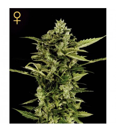 Auto Bomb  3 u. fem. Green House