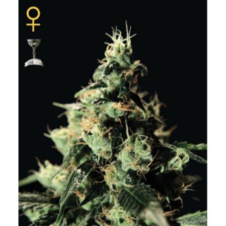 Chemdog fem. Green House AGOTADA EN ORIGEN