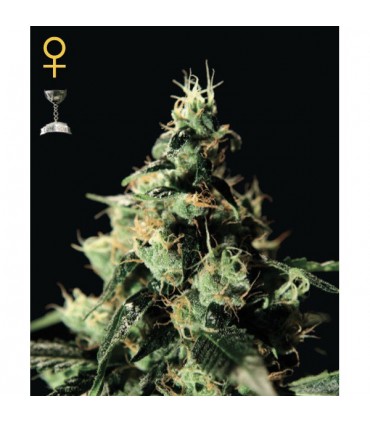 Chemdog  5 u. fem. Green House AGOTADA EN ORIGEN