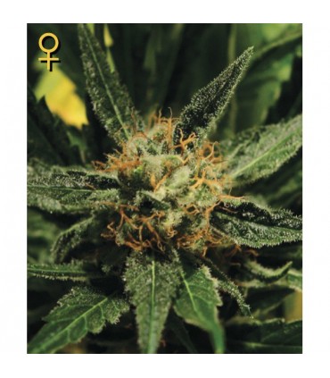 Diamond Girl fem. Green House