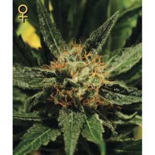 Diamond Girl  5 u. fem. Green House