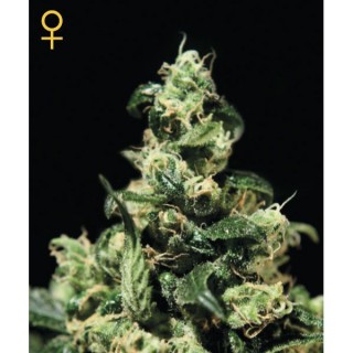 Damn Sour 10 u. fem. Green House