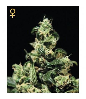 Damn Sour  5 u. fem. Green House  AGOTADA EN ORIGEN