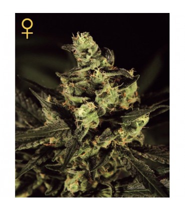 Exodus Cheese 3 u. fem. Green House