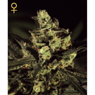 Exodus Cheese  5 u. fem. Green House