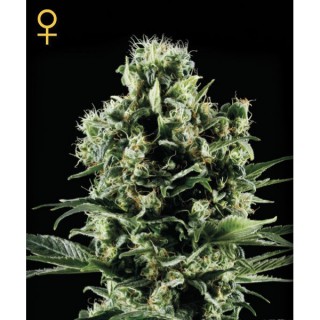 Himalaya Gold fem. Green House