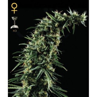 Hawaiian Snow 3 u. fem. Green House