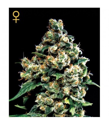 Jack Herer  5 u. fem. Green House