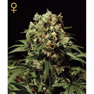 Kalashnikova fem. Green House