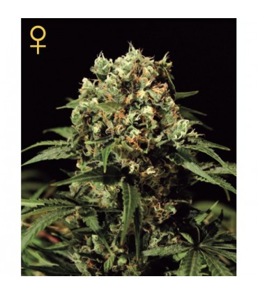 Kalashnikova  5 u. fem. Green House