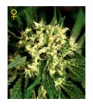 Auto Kalashnikova  3 u. fem. Green House
