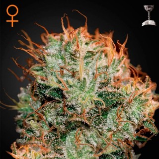 Kaia Kush 10 u. fem. Green House