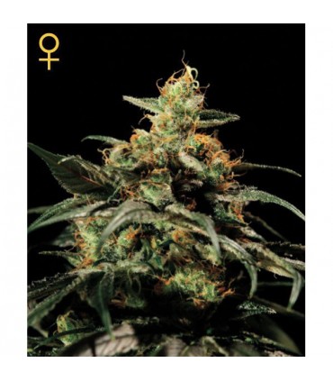 Kings Kush  3 u. fem. Green House