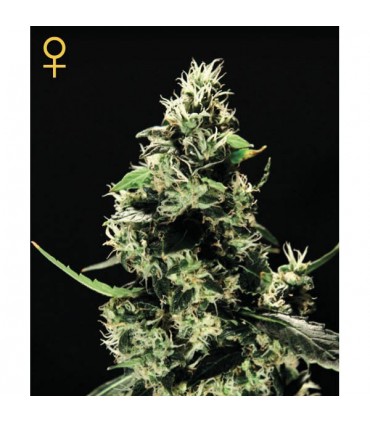 K-Train fem. Green House