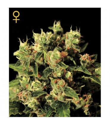 Ladyburn 1974 - 10 u. fem. Green House