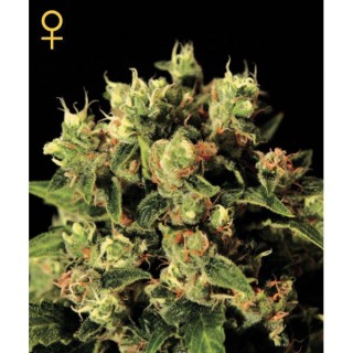 Ladyburn 1974 -  5 u. fem. Green House